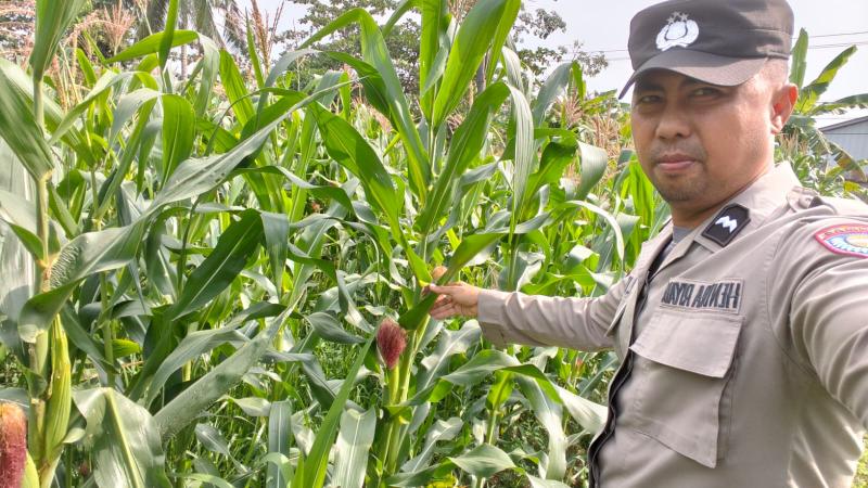 Sesuai Program Pemerintah Asta Cita, Bhabinkamtibmas Aipda Hendra Riyadi Bersama Kelompok Tani Kampung Temusai, Cek Tanaman Jagung Pipil Di Kuartal ll Seluas 1,5 hektare