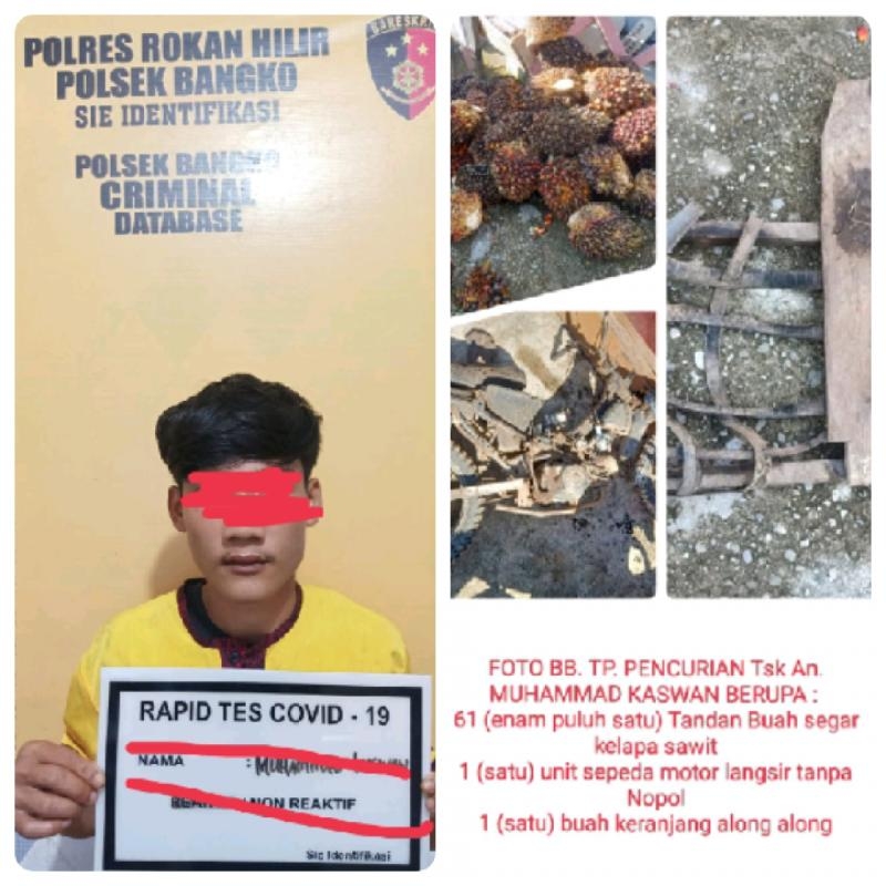 Sudah Beraksi 4 Kali, Ninja Sawit di PT Jatim Jaya Perkasa Dilaporkan ke Polsek Bangko 