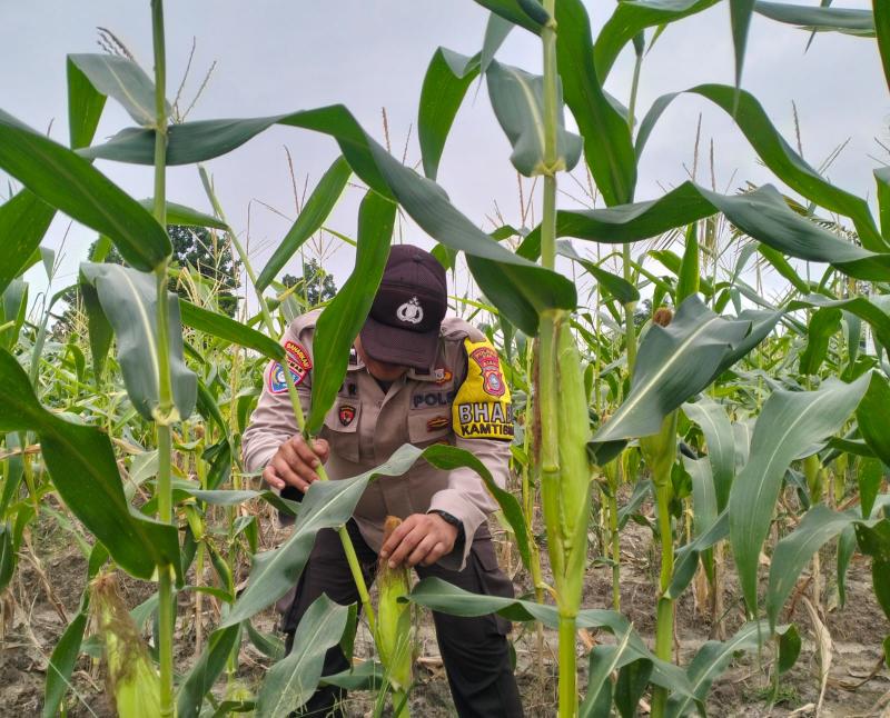 Perkembangan Tanaman Jagung Program Ketahanan Pangan Bergizi Polsek Bungaraya, Tumbuh dan Subur