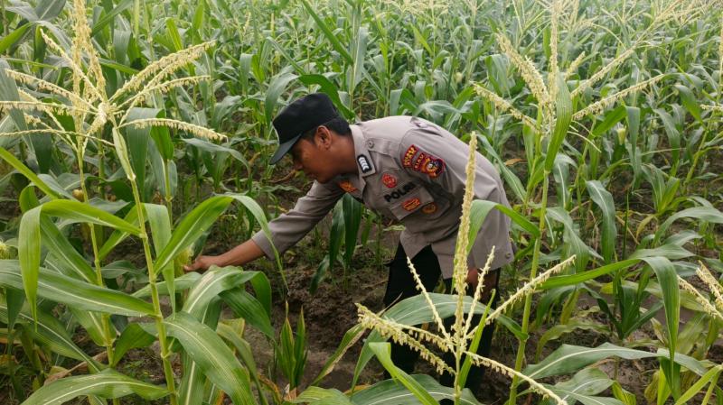 Dukung Program Pekarangan Pangan Bergizi Polsek Bungaraya, Bhabinkamtibmas Bungaraya Bripka Ricky Hidayat, Taja Pengecekan Tanaman Jagung di Lahan Masyarakat